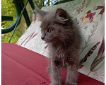 Кошки в Москве: Котенок Синичка ищет дом Девочка, Бесплатно - фото 3