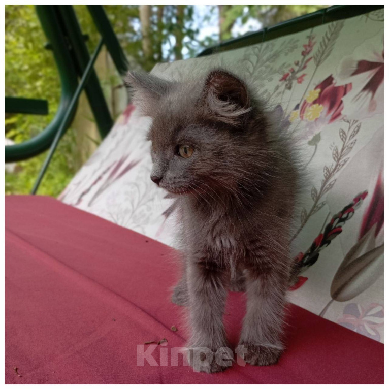 Кошки в Москве: Котенок Синичка ищет дом Девочка, Бесплатно - фото 3