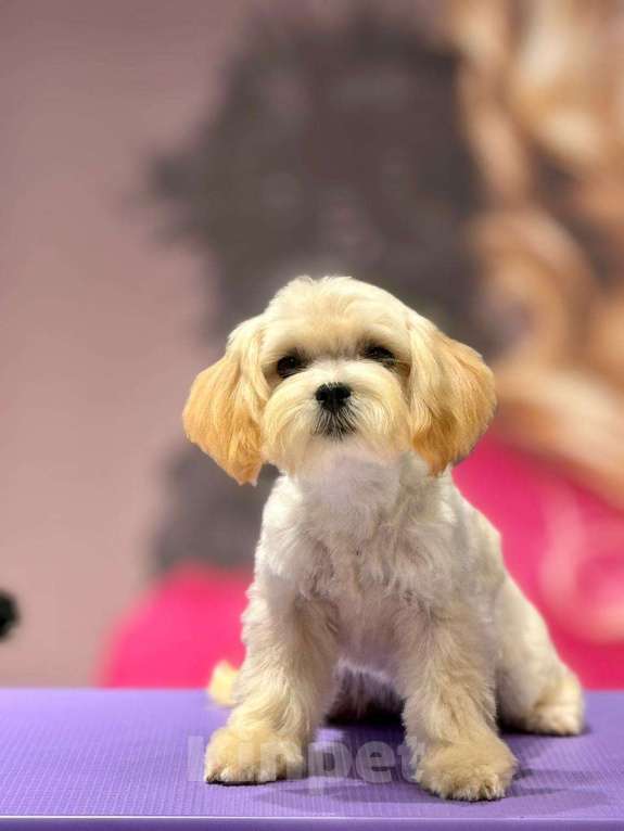 Собаки в Москве: мальтипу Ф1 щенки Девочка, 70 000 руб. - фото 2