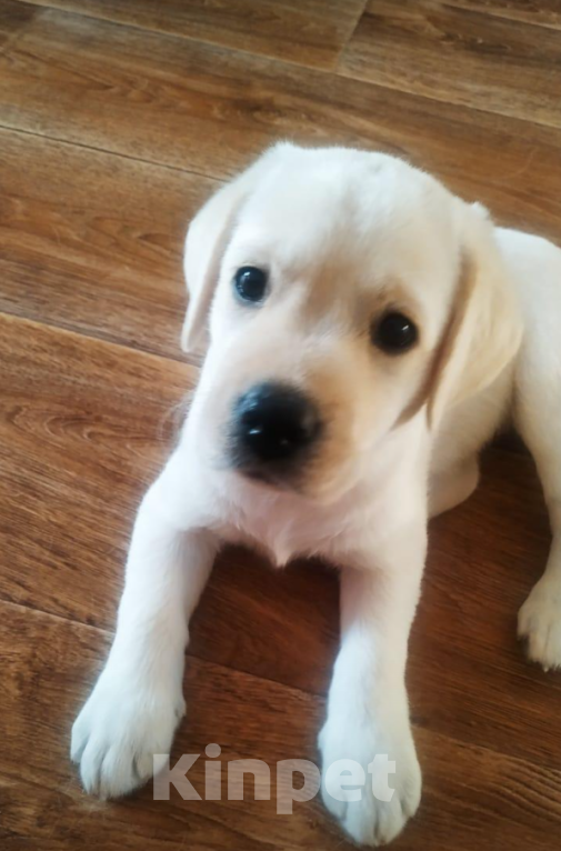 Собаки в Ишимбае: Лабрадор  Девочка, 37 000 руб. - фото 3