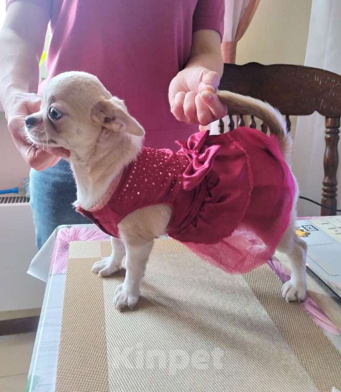 Собаки в Москве: Красивая няшная девочка чихуахуа  Девочка, 60 000 руб. - фото 5