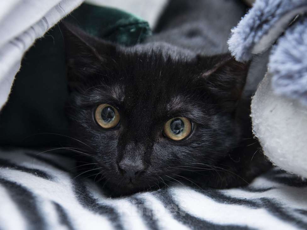 Кошки в Москве: Котёнок ищет дом  Мальчик, Бесплатно - фото 4