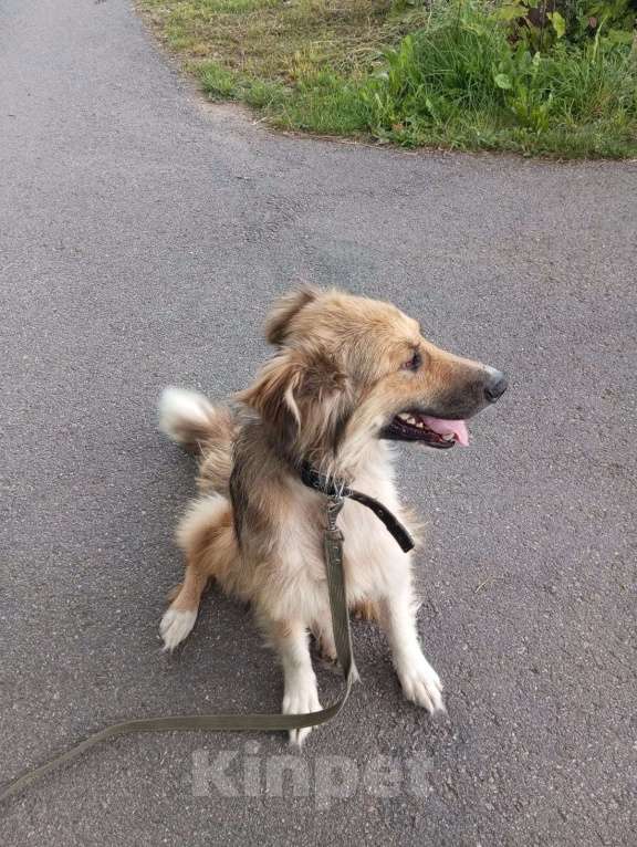 Собаки в Санкт-Петербурге: Отдам собаку бесплатно. Мальчик, Бесплатно - фото 6