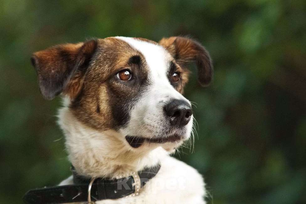 Собаки в Москве: Познакомьтесь с невероятно спокойным и умным Арни! Мальчик, 1 руб. - фото 2