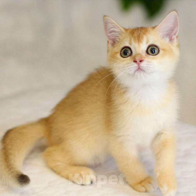 Кошки в Волгодонске: Котёнок Британский Мальчик, 13 000 руб. - фото 1
