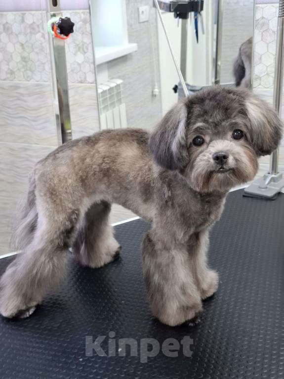 Собаки в Карасук: Продажа щенка мальтипу  Девочка, 50 000 руб. - фото 2