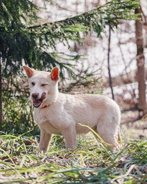 Собаки в Москве: Бесподобный домашний щенок Пилот ищет дом Мальчик, Бесплатно - фото 6