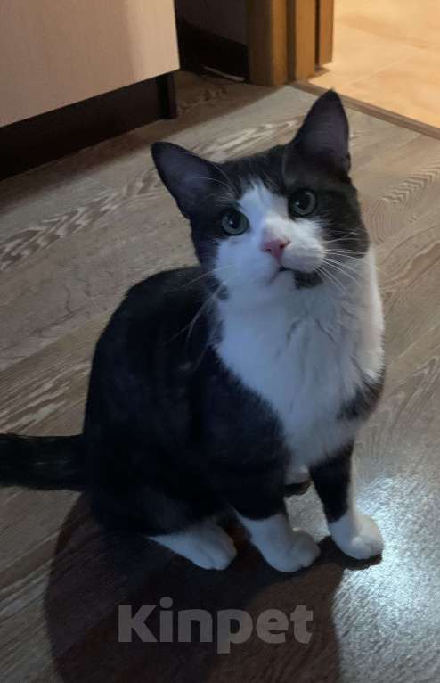 Кошки в Новосибирске: Отдам кота в добрые руки, был найден в конце марта Мальчик, Бесплатно - фото 3