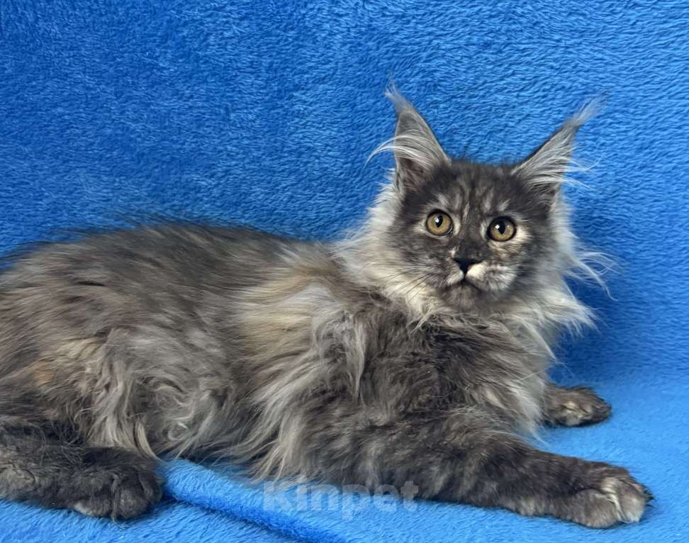 Кошки в Геленджике: Котенок Мейн Кун Девочка, 70 000 руб. - фото 4