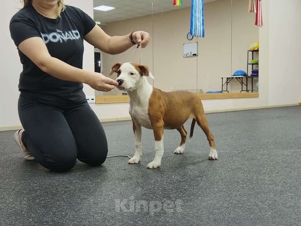 Собаки в Москве: Красивая девочка амстаффа  Девочка, 60 000 руб. - фото 4