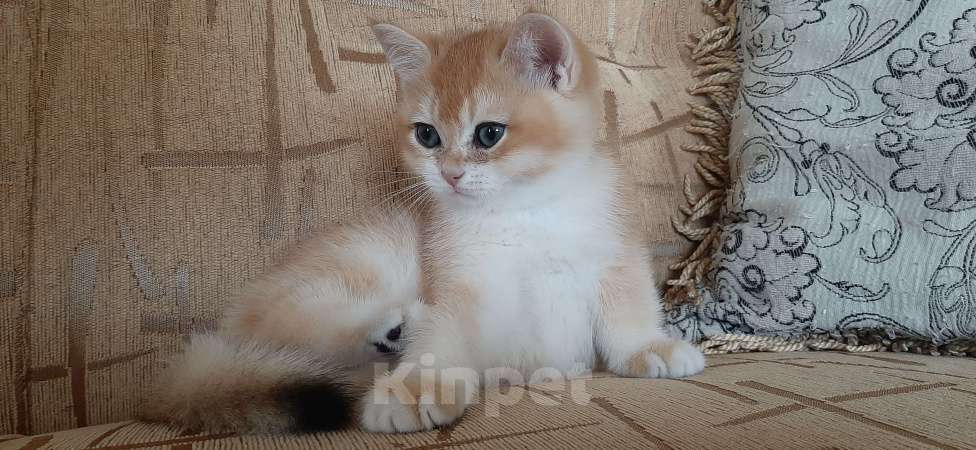 Кошки в Махачкале: Милый мальчик  Мальчик, 35 000 руб. - фото 1