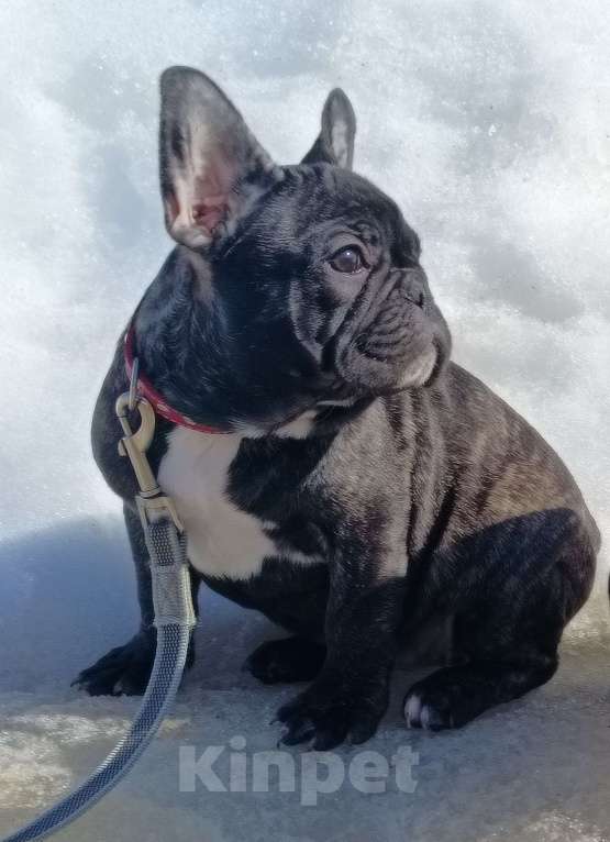 Собаки в Москве: Дуняша Девочка, 45 000 руб. - фото 3