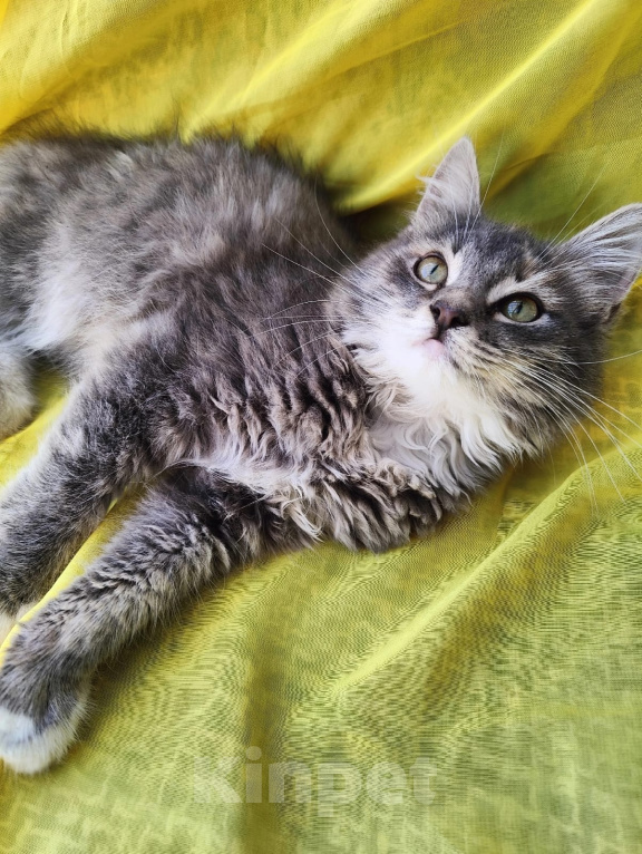 Кошки в Калуге: Котенок Девочка, Бесплатно - фото 1