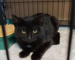 Кошки в Москве: Котенок Рокки ищет дом  Мальчик, Бесплатно - фото 4
