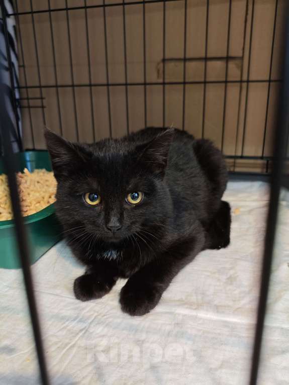 Кошки в Москве: Котенок Рокки ищет дом  Мальчик, Бесплатно - фото 4