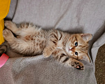 Кошки в Буденновске: Продается котенок шотландский (прямоухий)! Мальчик, 15 000 руб. - фото 1
