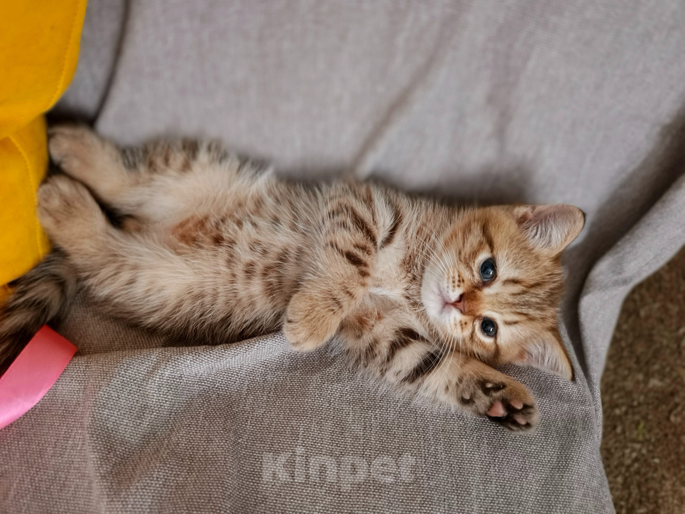 Кошки в Буденновске: Продается котенок шотландский (прямоухий)! Мальчик, 15 000 руб. - фото 1