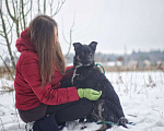 Собаки в Наро-Фоминске: Дениза: щенок, девочка, 4-5 мес. Девочка, Бесплатно - фото 8