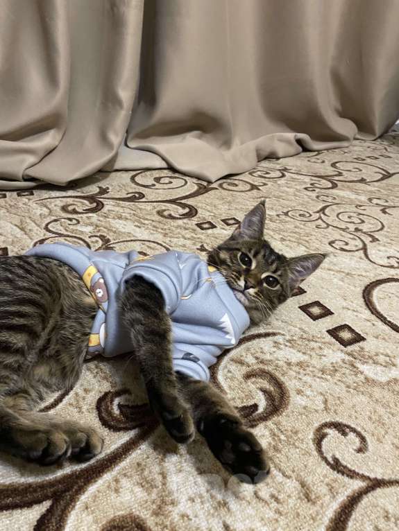 Кошки в Нижнем Новгороде: Котенок в добрые руки Девочка, Бесплатно - фото 2