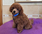 Собаки в Керчи: Пудель карликовый Мальчик, 50 000 руб. - фото 3