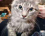 Кошки в Москве: Сибирский кот Мальчик, 3 000 руб. - фото 3