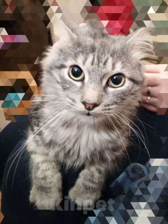 Кошки в Москве: Сибирский кот Мальчик, 3 000 руб. - фото 3