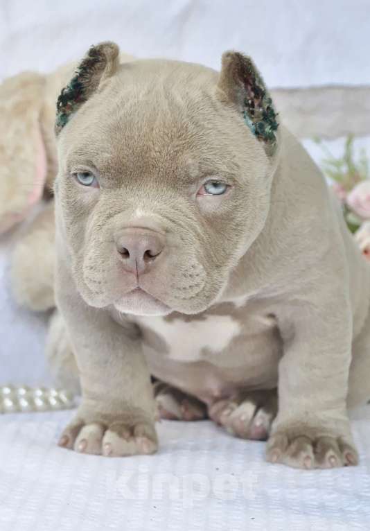 Собаки в Москве: Мажор Мальчик, 150 000 руб. - фото 4