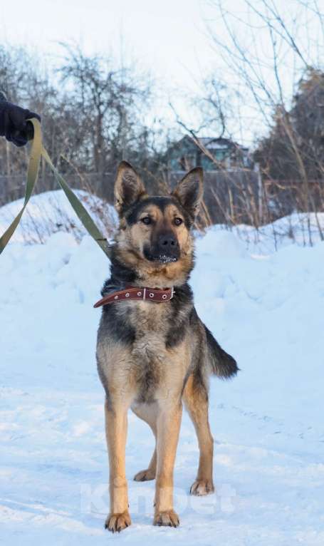 Собаки в Москве: Таверне нужен дом  Девочка, Бесплатно - фото 1