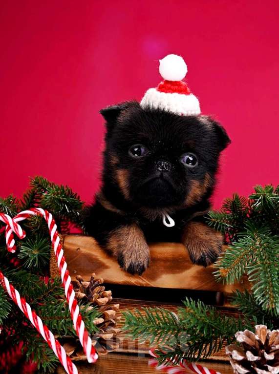 Собаки в Москве: Мини девочка малый брабансон Девочка, 50 000 руб. - фото 2