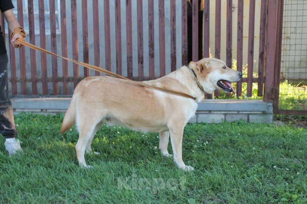 Собаки в Липецке: Спартак  Мальчик, Бесплатно - фото 3
