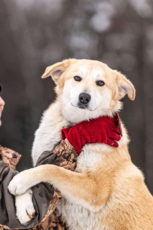 Собаки в Клине: Хлоя - милая собачка Девочка, Бесплатно - фото 3