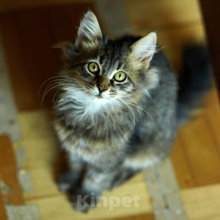 Кошки в Москве: мальчик 4 месяца Мальчик, Бесплатно - фото 2