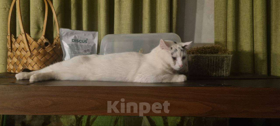 Кошки в Москве: Девочки, записываемся на бровки!  Ищем дом бровястому Федору Мальчик, Бесплатно - фото 3