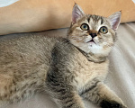 Кошки в Славянске-На-Кубани: Шотландская кошечка окраса золотая шиншилла Девочка, 10 000 руб. - фото 1