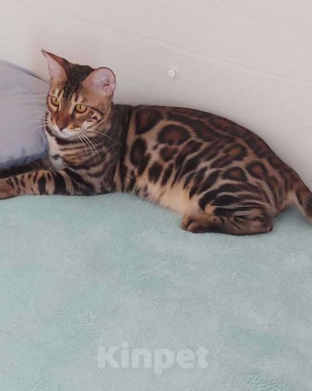 Кошки в Москве: Бенгальский кот Мальчик, Бесплатно - фото 5