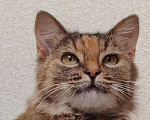 Кошки в Тамбове: Аня ищет свою любовь Девочка, Бесплатно - фото 3