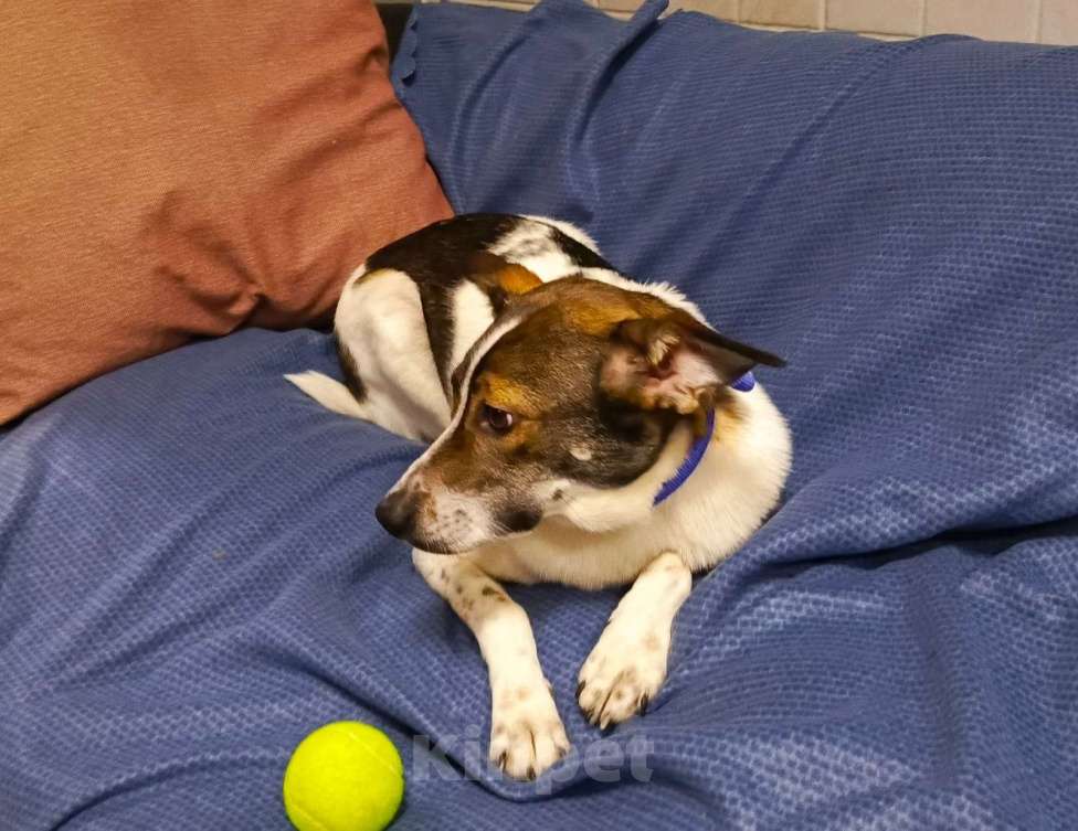 Собаки в Липецке: Малышка Линда  Девочка, Бесплатно - фото 3