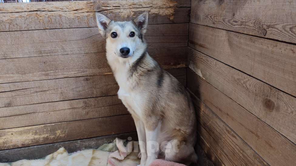 Собаки в Новороссийске: Друг бесплатно Девочка, Бесплатно - фото 3