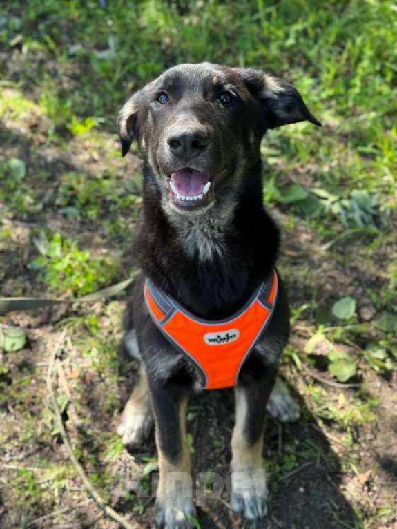 Собаки в Санкт-Петербурге: Умный и симпатичный щенок-подросток ищет дом Мальчик, Бесплатно - фото 5