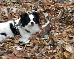 Собаки в Самаре: Собака кабель вязка, 3 руб. - фото 4