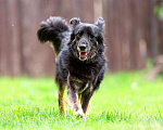 Собаки в Раменском: Добрейший Коди ищет дом! Мальчик, Бесплатно - фото 5