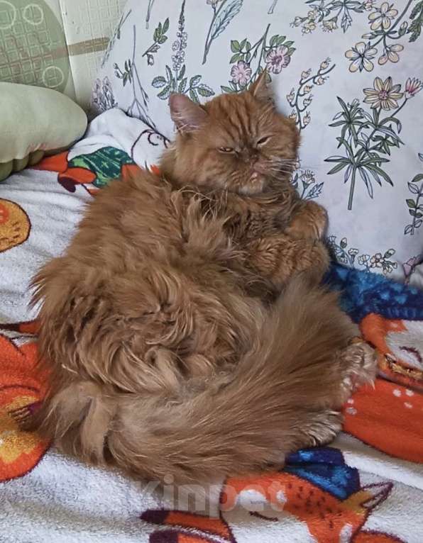 Кошки в Москве: ТЭССИ ИЩЕТ ДОМ Девочка, Бесплатно - фото 2