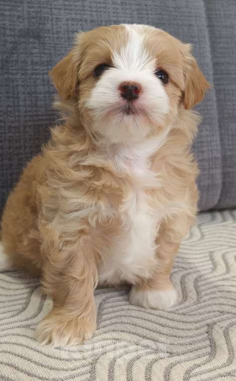 Собаки в Санкт-Петербурге: Щенок мальтипу Девочка, Бесплатно - фото 6