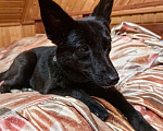 Собаки в Москве: классная небольшая собачка ищет срочно семью Девочка, Бесплатно - фото 3