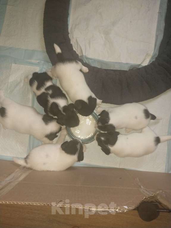 Собаки в других городах Красноярского края: Щенок мальчик Мальчик, 15 000 руб. - фото 3