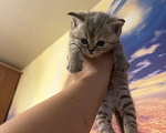 Кошки в Хабаровске: Шотландские пряухие котятки Девочка, 15 000 руб. - фото 1