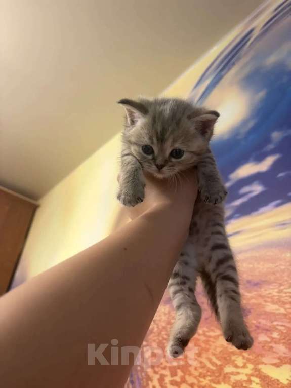 Кошки в Хабаровске: Шотландские пряухие котятки Девочка, 15 000 руб. - фото 1
