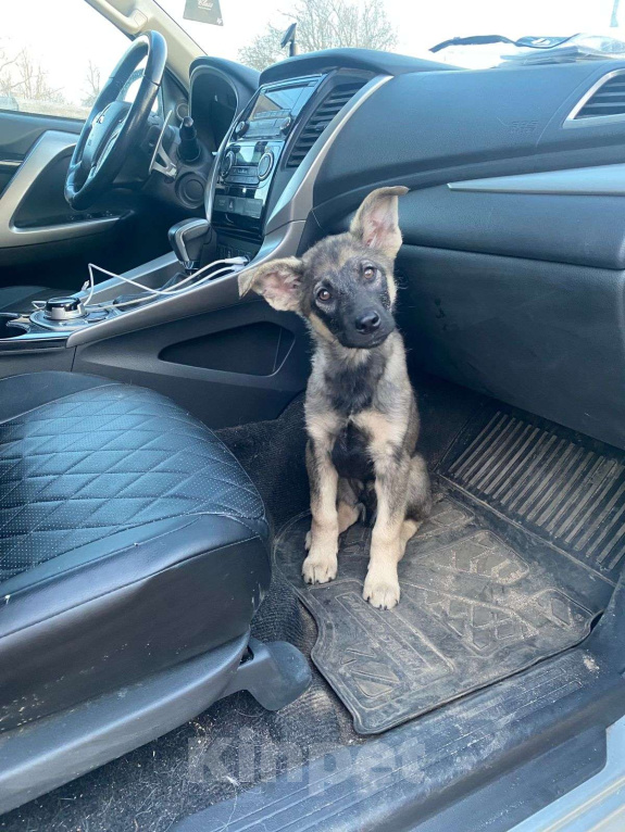 Собаки в Москве: Щенок-мальчик ищет дом Мальчик, Бесплатно - фото 1