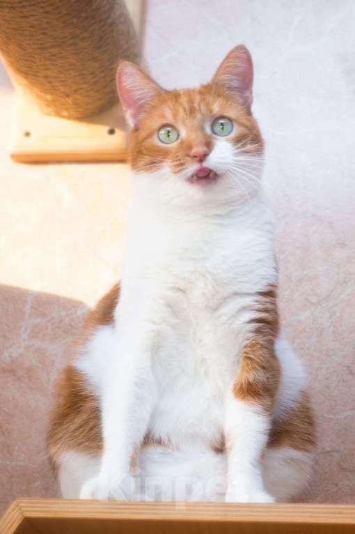 Кошки в Москве: Яркая нежная кошечка Гуля 3 года в приюте  Девочка, Бесплатно - фото 2