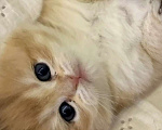 Кошки в Краснодаре: Британский золотой котенок Девочка, 23 000 руб. - фото 1